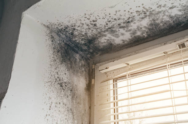 Affordable Mold Removal solutions in Dornsife, PA